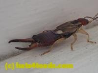 /home//u458753944/public_html/sourcegallery//////Insects and small critters/earwigs (Dermaptera)/P4260010.JPG